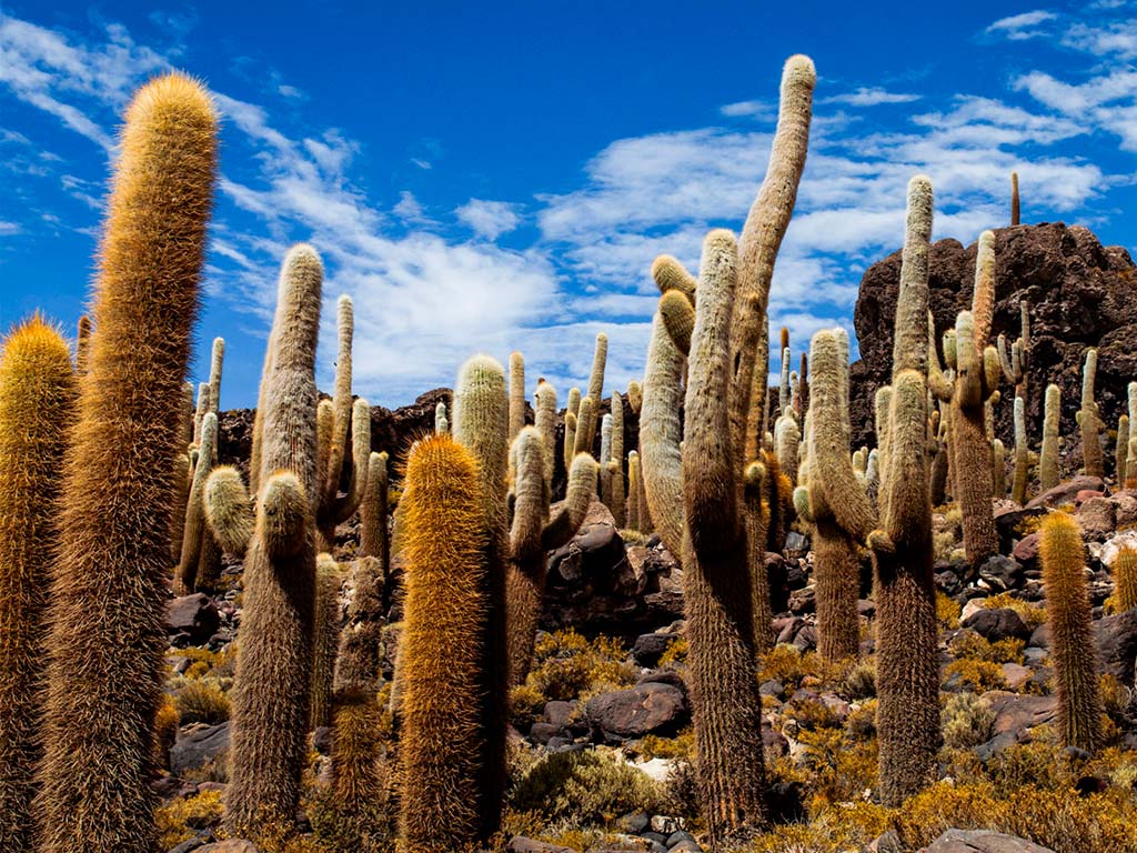 Incahuasi Cactus